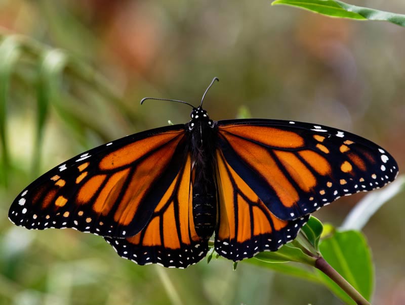 Monarch butterfly - a fresh start