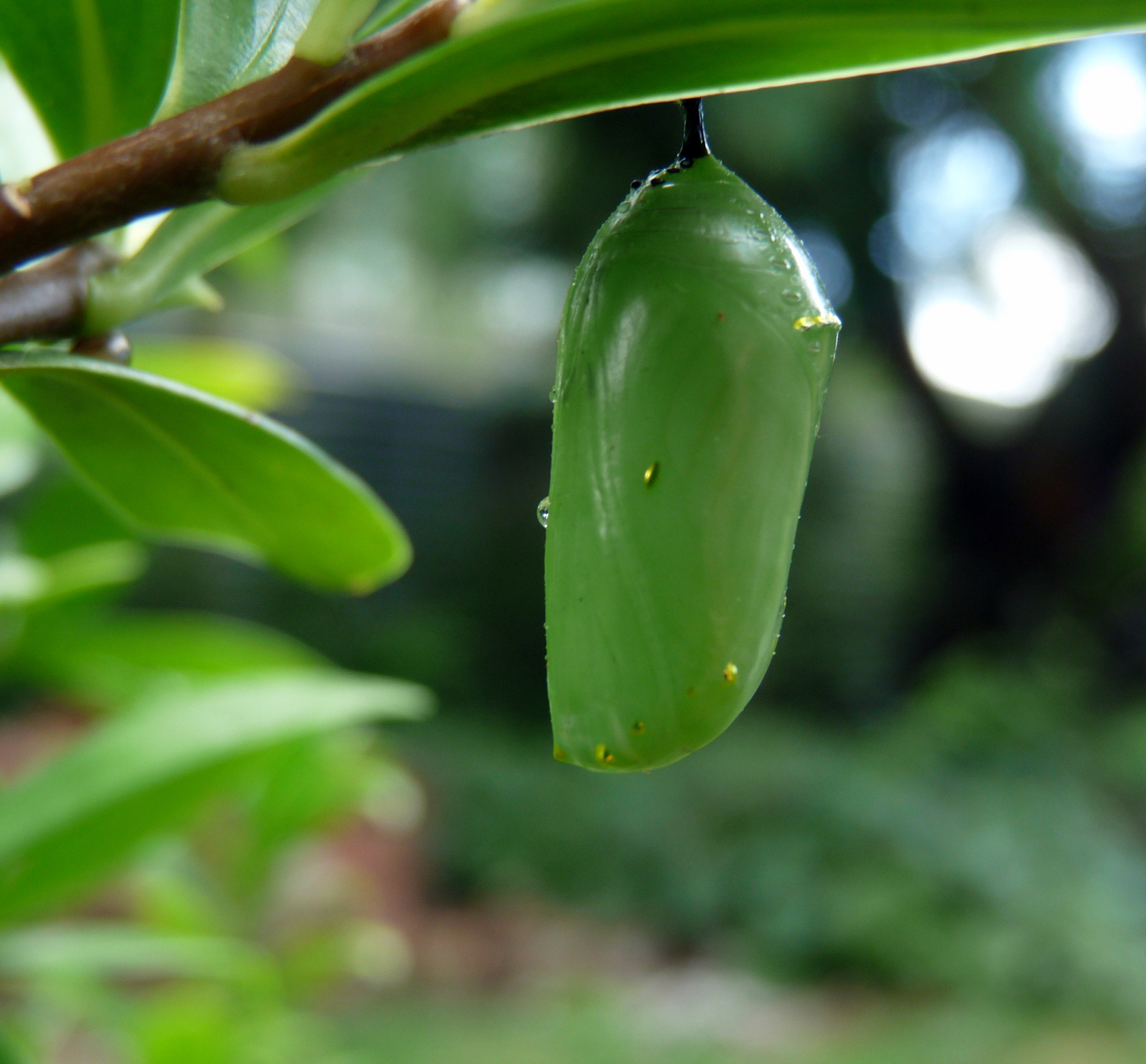 Monarch butterfly - a fresh start